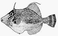 Famila Monacanthidae_Claves_05.jpg
